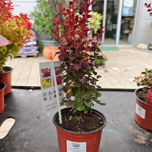 ŽUTIKA ORANGE ROCKET (BERBERIS THUNBERGII)