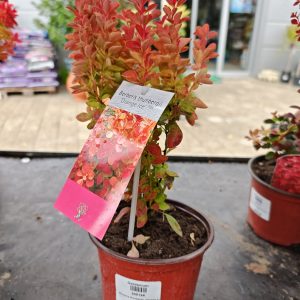 ŽUTIKA ORANGE ICE (BERBERIS THUNBERGII)