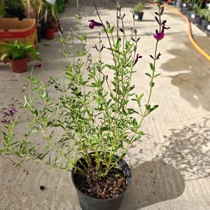 Salvia greggii 'Mirage Deep Purple' F17 - Žalfija