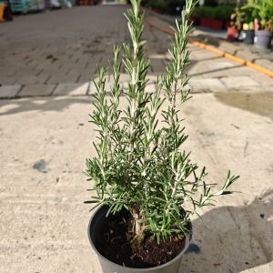 Rosmarinus officinalis - Ruzmarin