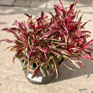 Gaura lindheimeri 'Passionate Rainbow' F17 - Gaura šarena
