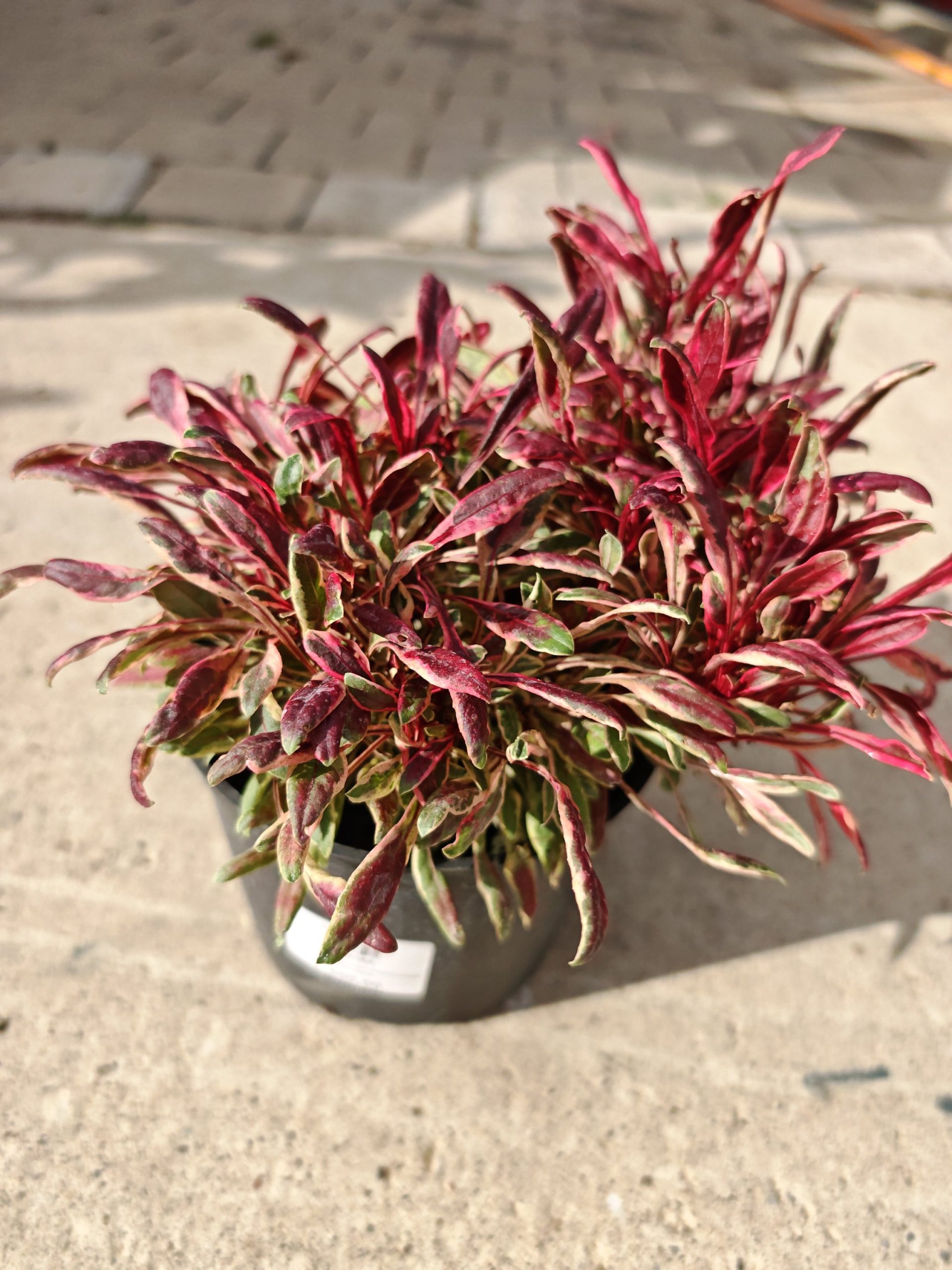 Gaura lindheimeri 'Passionate Rainbow' F17 - Gaura šarena