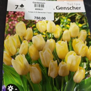 LALA H.D. GENSCHER - 7 lukovica