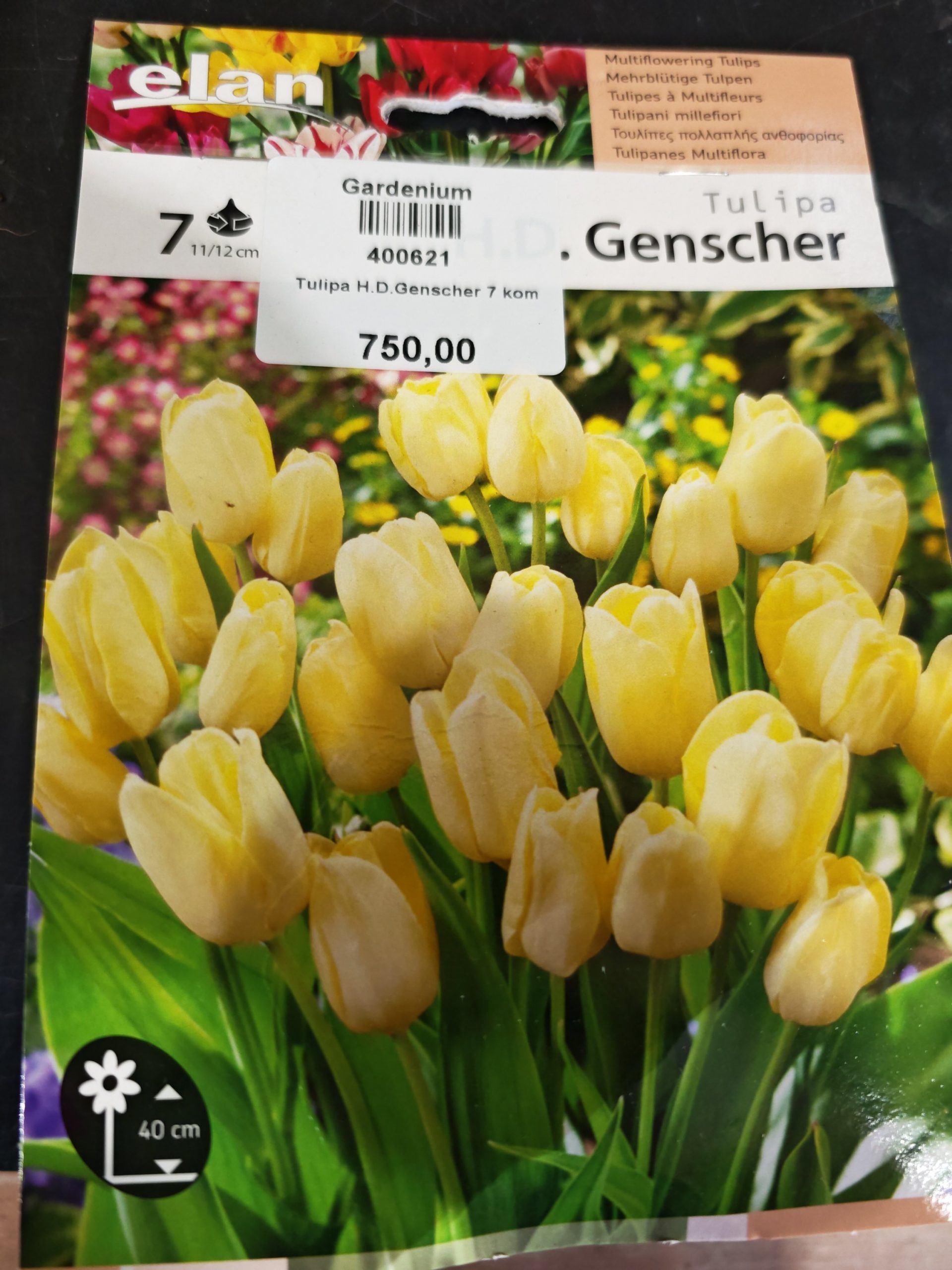 LALA H.D. GENSCHER - 7 lukovica