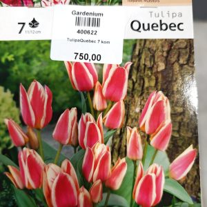 LALA QUEBEC - 7 lukovica