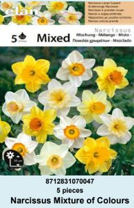 NARCIS LARGE-CUPPED MIKS BOJA - 5 lukovica