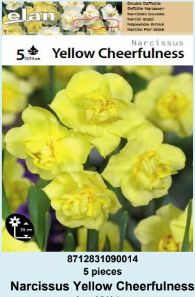 NARCIS BOTANICAL TETE A TETE - 5 lukovica