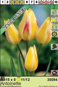 LALA MULTIFLOWERING ANTOINETTE - 7 lukovica