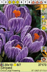 ŠAFRAN (CROCUS) LARGE FLOWERING STRIPED - 10 lukovica
