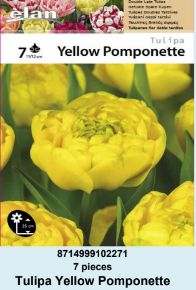 LALA DOUBLE YELLOW POMPONETTE - 7 lukovica