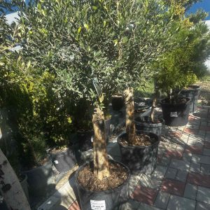 OLEA EUROPAEA CLT. 35 M/FUSTO A PALLA - Maslina