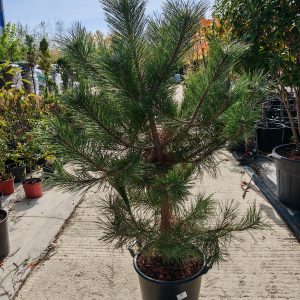 PINUS NIGRA - Crni bor