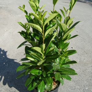 PRUN. LAUROCERASUS NOVITA [R] CLT. 3 - Lovorvišnja