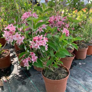 WEIGELA ABEL CARRIERE CLT. 10 - Vajgela