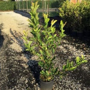MAGNOLIA STELLATA CLT. 5 - Magnolija zvezdasta