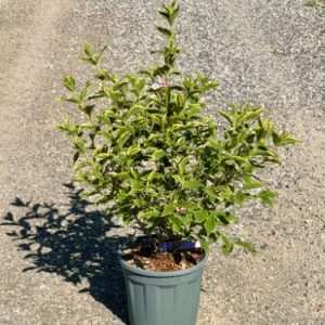 WEIGELA FLORIDA VARIEGATA CLT. 10 - Vajgela