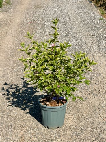 WEIGELA FLORIDA VARIEGATA CLT. 10 - Vajgela