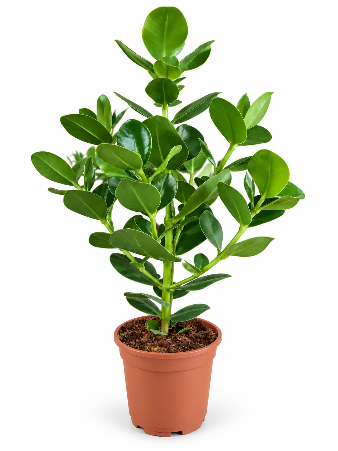 CLUSIA ROSEA - KLUZIJA