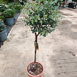 EUCALYPTUS GUNNII LV 9 MINI ALBERETTO - Eukaliptus