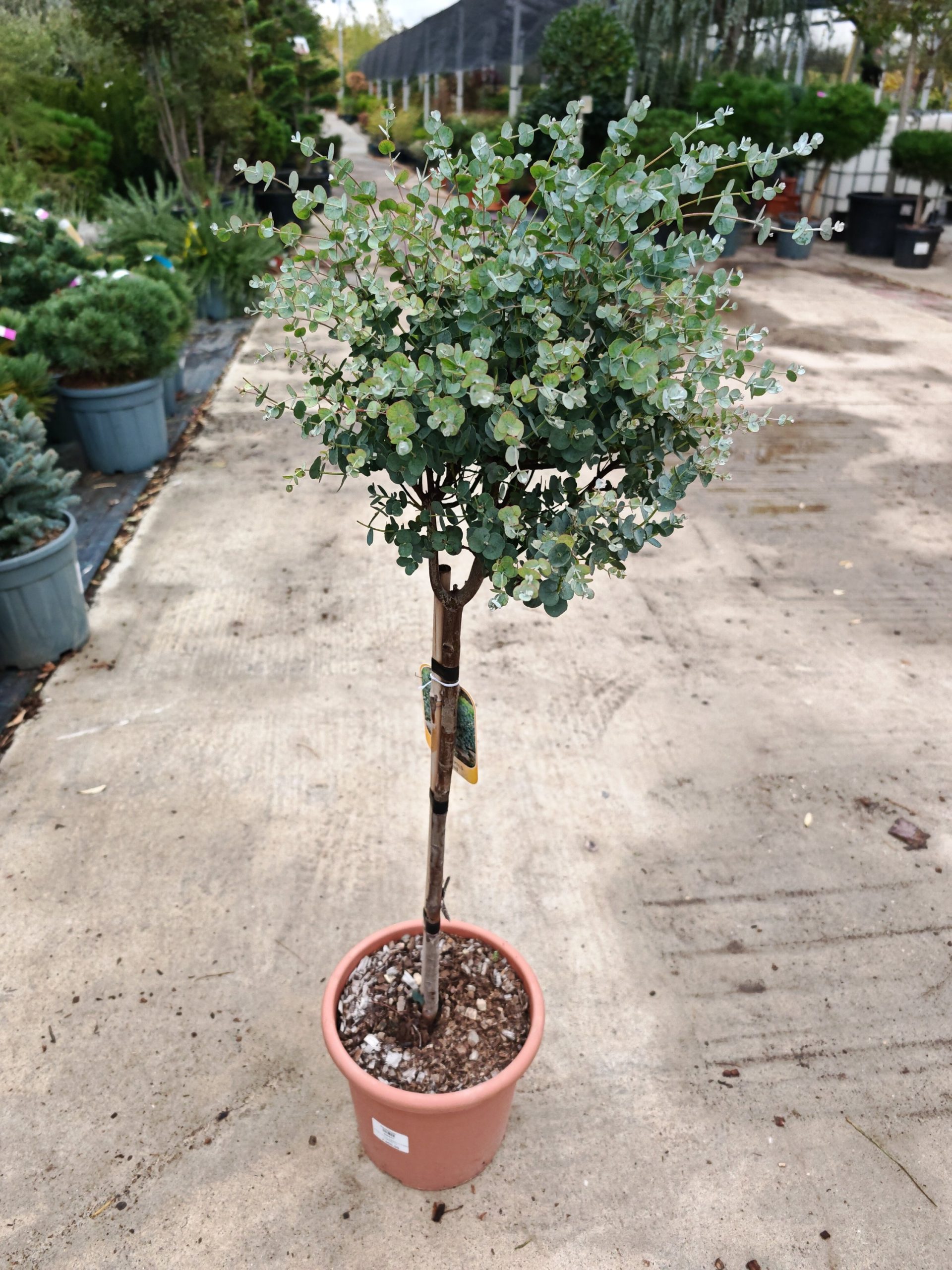 EUCALYPTUS GUNNII LV 9 MINI ALBERETTO - Eukaliptus