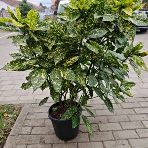 AUCUBA JAP.CROTONIFOLIA GOLD CLT. 10 - Aukuba