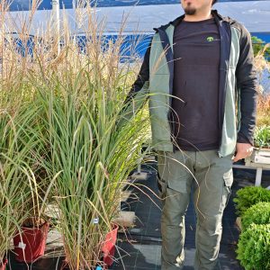 MISCANTHUS SINENSIS ADAGIO LV 11 - Miskantus