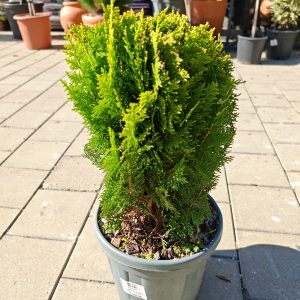 THUJA ORIENTALIS COMPACTA AUREA NANA CLT. 7 - Tuja