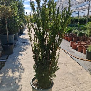 TAXUS BACCATA MEDIA HILLII CLT. 18 80/100 - Tisa