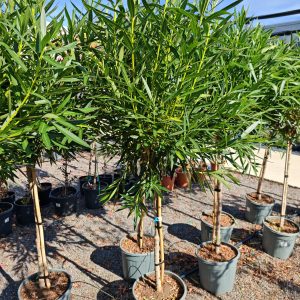 NERIUM OLEANDER MARGARITHA CLT. 15 MEZZO FUSTO - Oleander