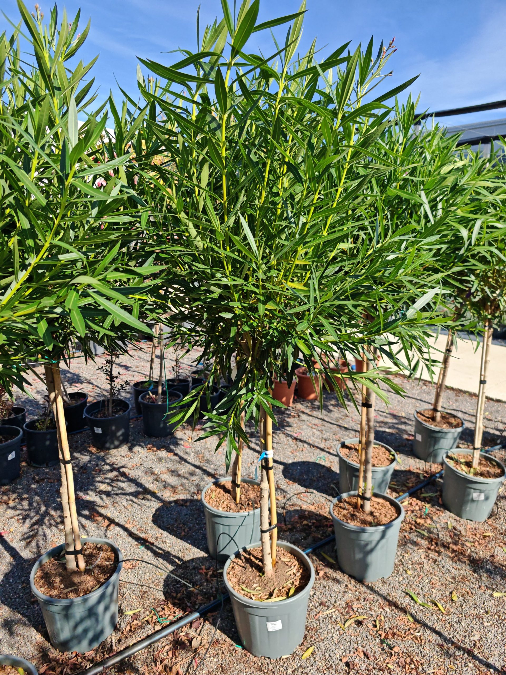 NERIUM OLEANDER MARGARITHA CLT. 15 MEZZO FUSTO - Oleander