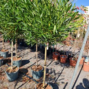 NERIUM OLEANDER ROSSO CLT. 15 MEZZO FUSTO - Oleander