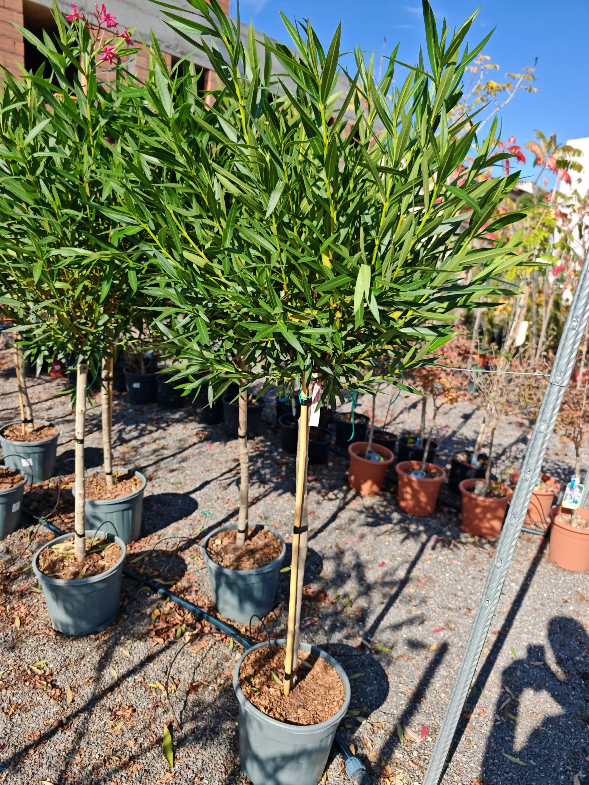 NERIUM OLEANDER ROSSO CLT. 15 MEZZO FUSTO - Oleander