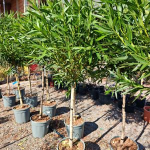 NERIUM OLEANDER ALSACE CLT. 15 MEZZO FUSTO - Oleander