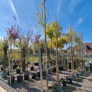 SOPHORA JAPONICA CLT. 30 10/12 ALTO FUSTO - Sofora