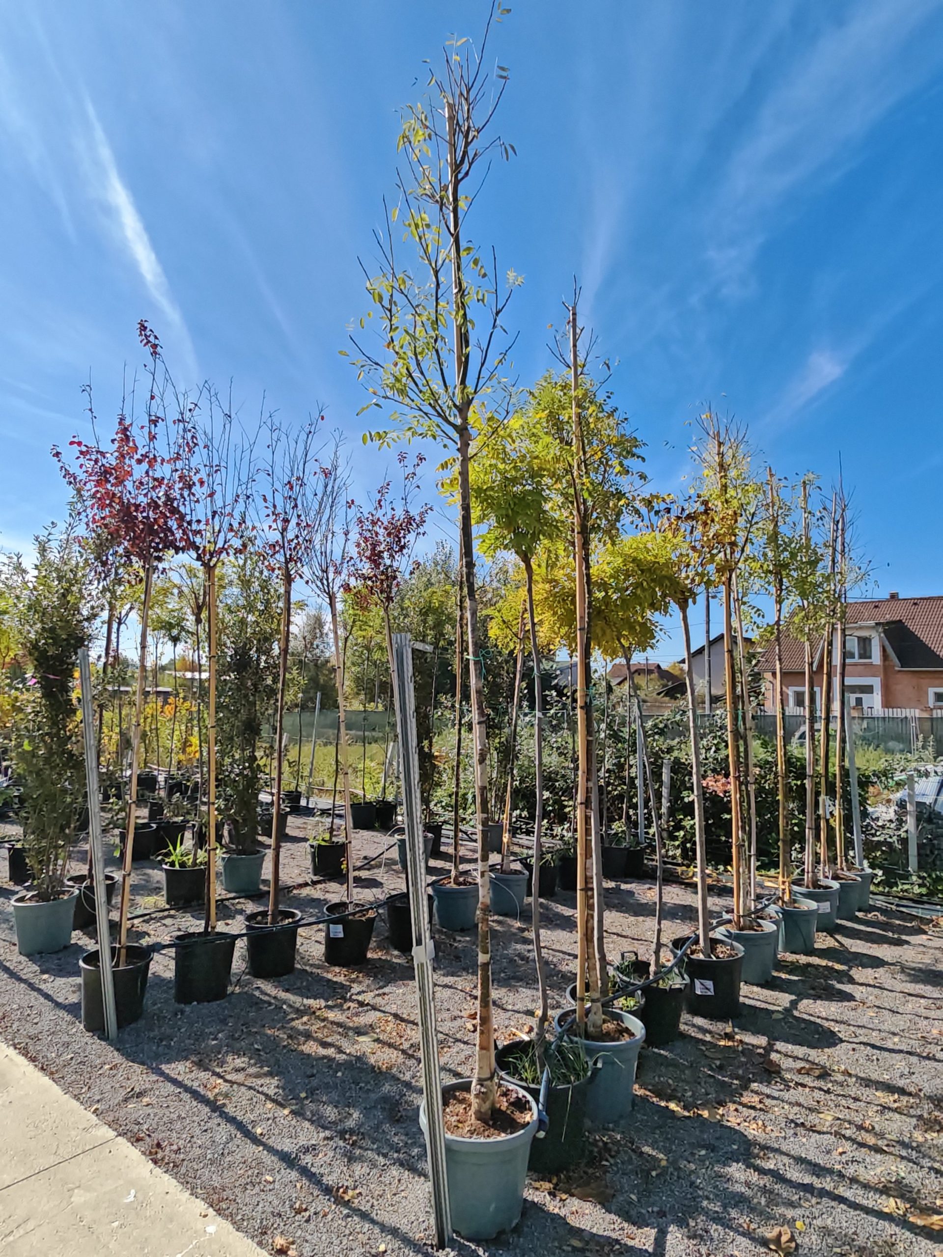 SOPHORA JAPONICA CLT. 30 10/12 ALTO FUSTO - Sofora
