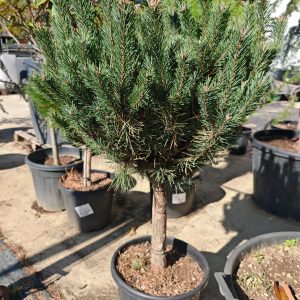 PINUS SYLVESTRIS WATERERI [NANA] CLT. 30 M/FUSTO [60 CM] - Bor