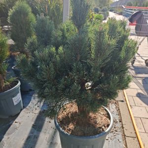 PINUS SYLVESTRIS WATERERI [NANA] CLT. 30 - Bor
