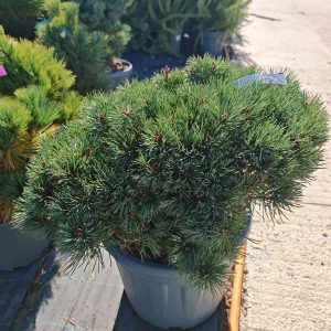PINUS SYLVESTRIS CHANTRY BLUE CLT. 30 - Bor