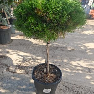 PINUS NIGRA MARIE BREGEON (R) CLT. 30 60CM CLEAR STEM - Bor