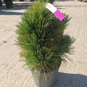 PINUS STROBUS SECREST CLT. 10 - Bor