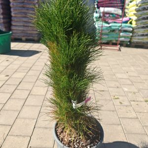PINUS NIGRA GREEN TOWER CLT. 18 - Bor