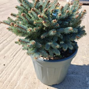 PICEA PUNGENS GLAUCA GLOBOSA CLT. 20 - Smrča