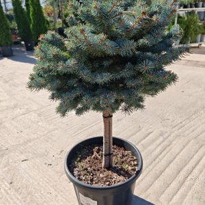 PICEA PUNGENS GLAUCA GLOBOSA CLT. 30 MEZZO FUSTO - Smrča
