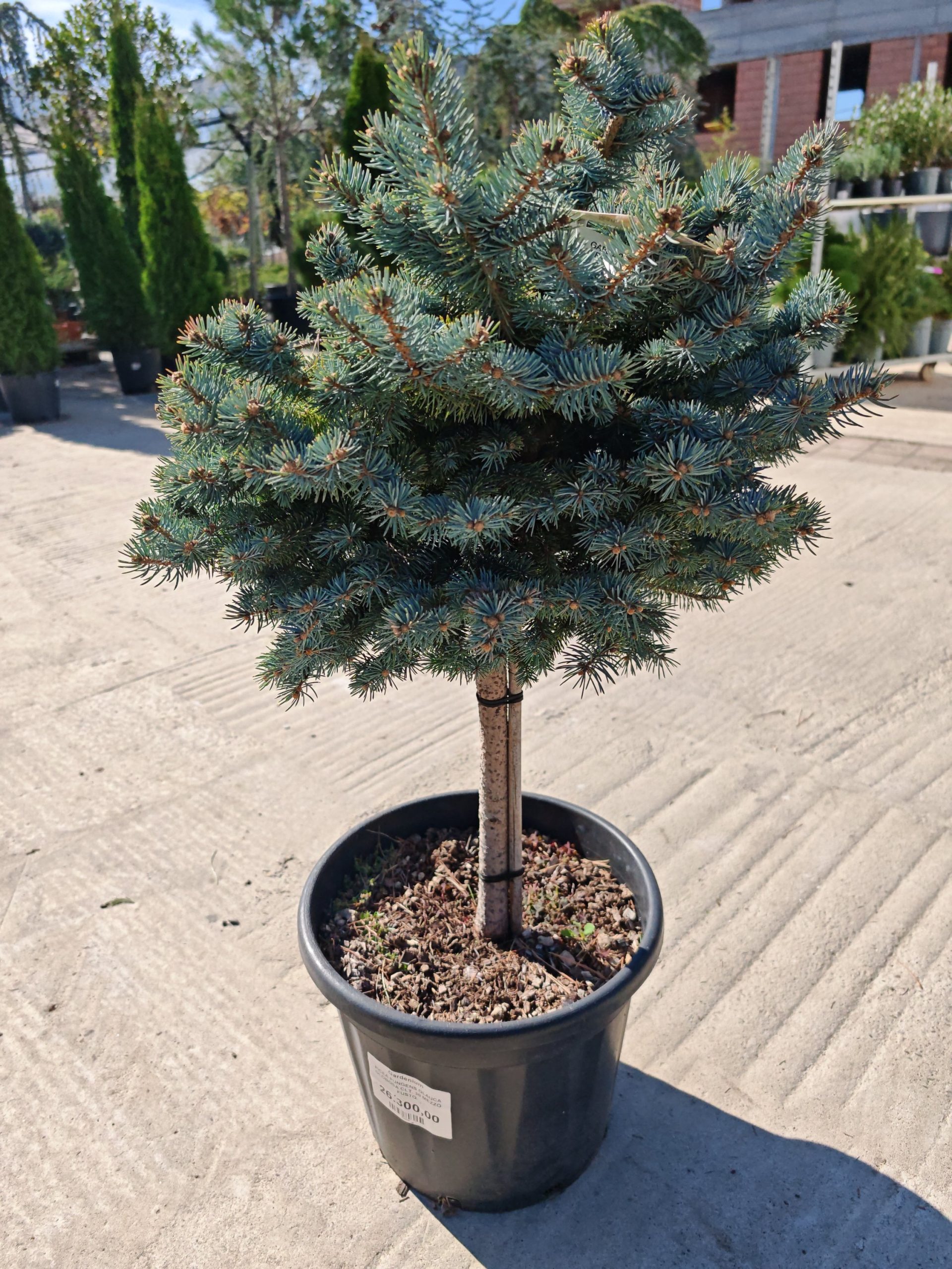 PICEA PUNGENS GLAUCA GLOBOSA CLT. 30 MEZZO FUSTO - Smrča