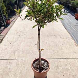 PHOTINIA FRASERI PINK MARBLE [R] LV 9 MINI ALBERETTO - Fotinija