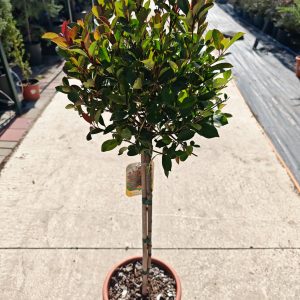 PHOTINIA FRASERI LITTLE RED ROBIN (NANA) LV 9 MINI STANDARD - Fotinija