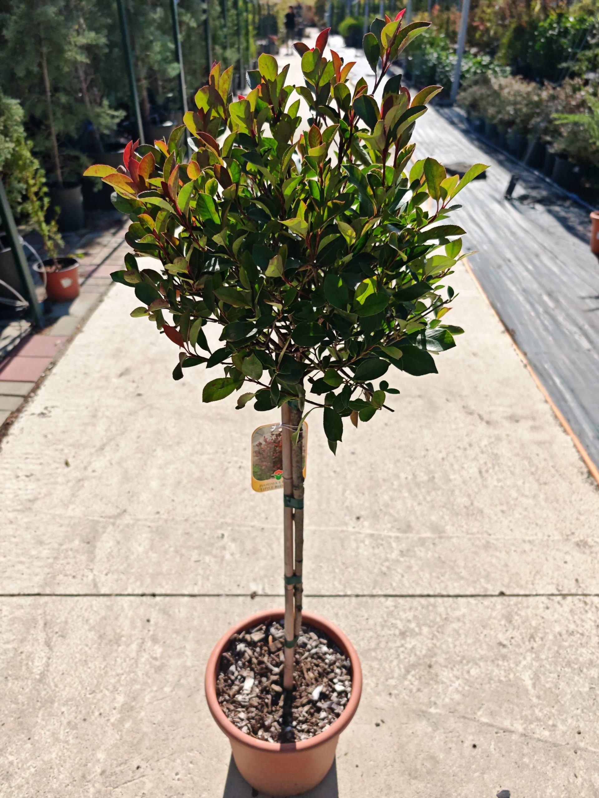 PHOTINIA FRASERI LITTLE RED ROBIN (NANA) LV 9 MINI STANDARD - Fotinija