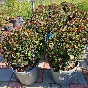 PHOTINIA X FRASERI CARRE' ROUGE CLT. 15 PALLA - Fotinija
