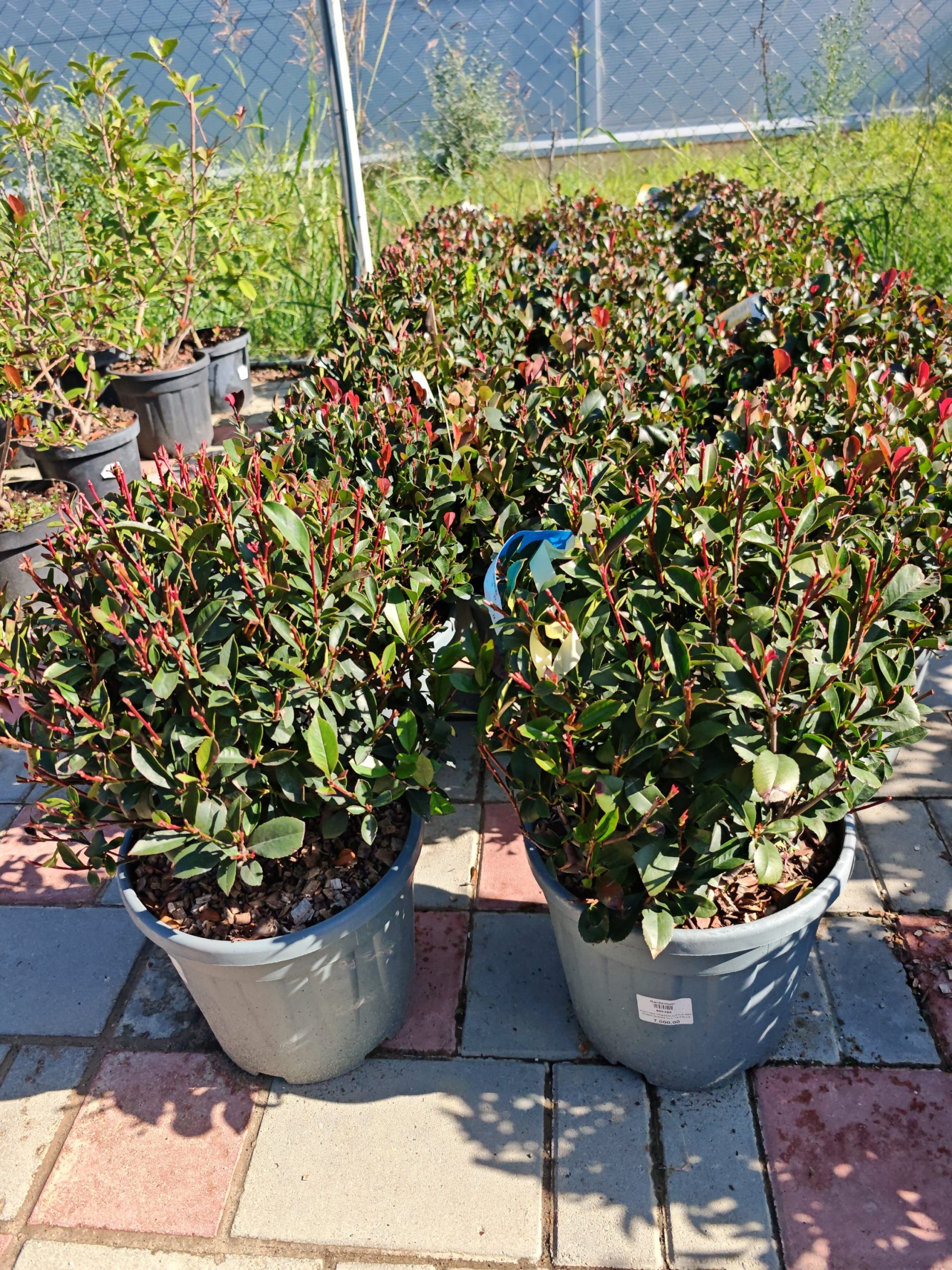 PHOTINIA X FRASERI CARRE' ROUGE CLT. 15 PALLA - Fotinija