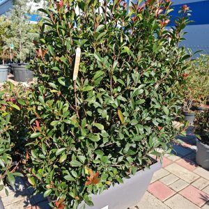 PHOTINIA X FRASERI CARRE' ROUGE CASSETTA LVC 50 - Fotinija